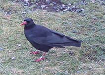 Chough at Gwennap Head