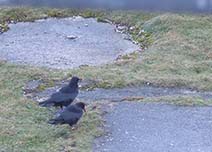 Gwennap Head Choughs Breeding Pair 