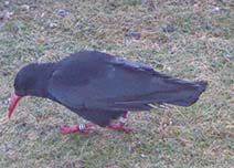 Gwennap Head Chough Feeding