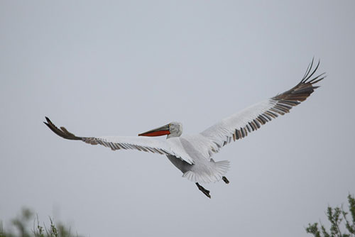 Dalmatian Pelican