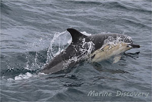 Dolphin Swimming