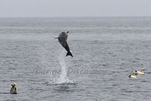 Dolphin Jumping