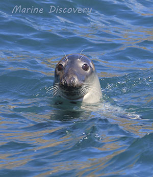 Grey Seal Swimming