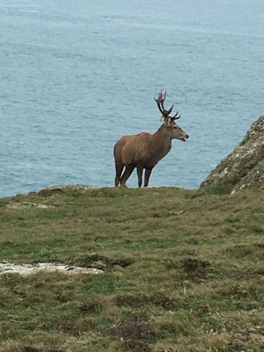 Monarch of the Cliffs