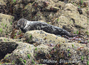 Seal On Rocks