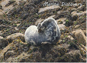 Another Seal on Rocks