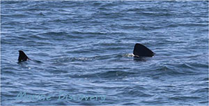 Basking Shark