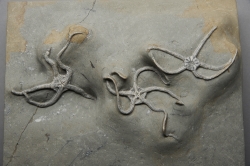 fossil starfish from the jurassic coast